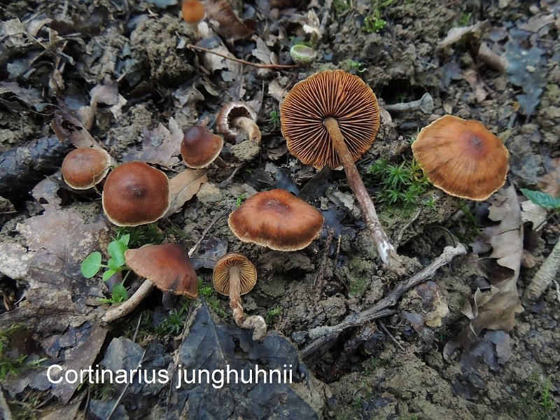 Cortinarius junghuhnii-amf620.jpg - Cortinarius junghuhnii ; Syn: Hydrocybe junghuhnii ; Nom français: Cortinaire de Junghuhn